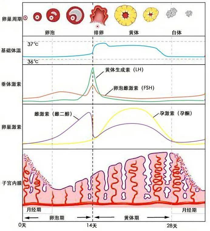 看男科病找陈建伟老中医